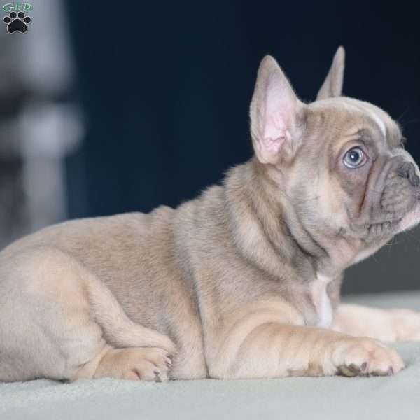 Romper, French Bulldog Puppy